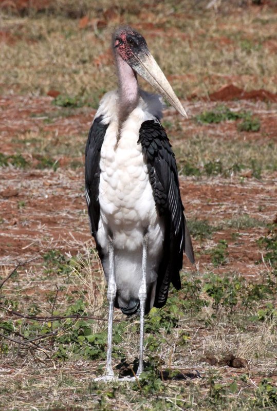 BIRD - STORK - MARIBOU STORK - CHOBE NATIONAL PARK BOTSWANA.JPG