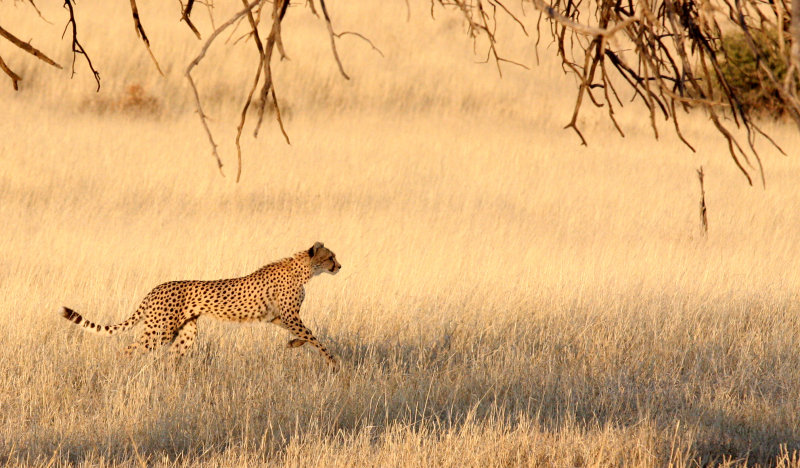 FELID - CHEETAH - HUNT WITH SPRINGBOK - KGALAGADI NATIONAL PARK SOUTH AFRICA (4).JPG