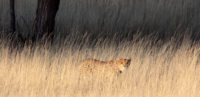 FELID - CHEETAH - KGALAGADI NATIONAL PARK SOUTH AFRICA (155).JPG