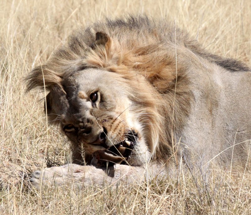 FELID - LION - AFRICAN LION - THREE MALES - ETOSHA NATIONAL PARK NAMIBIA (143).JPG
