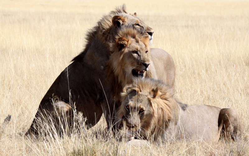 FELID - LION - AFRICAN LION - THREE MALES - ETOSHA NATIONAL PARK NAMIBIA (61).jpg