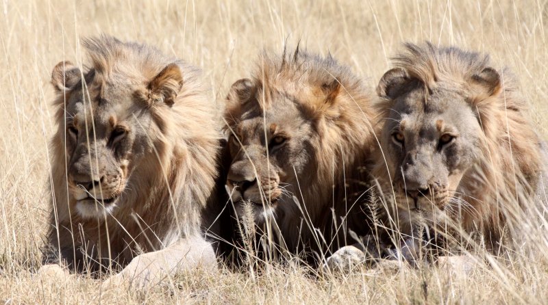 FELID - LION - AFRICAN LION - THREE MALES - ETOSHA NATIONAL PARK NAMIBIA (91).JPG