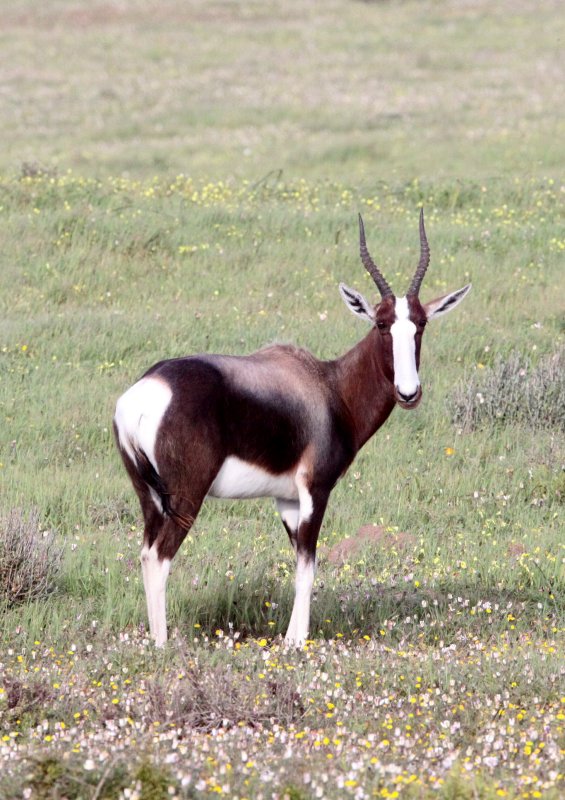 BOVID - BLESBOK - WEST COAST NATIONAL PARK SOUTH AFRICA (21).JPG