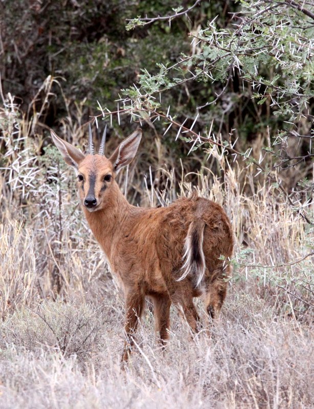 BOVID - DUIKER - COMMON DUIKER  OR GREY DUIKER - KAROO NATIONAL PARK SOUTH AFRICA.JPG