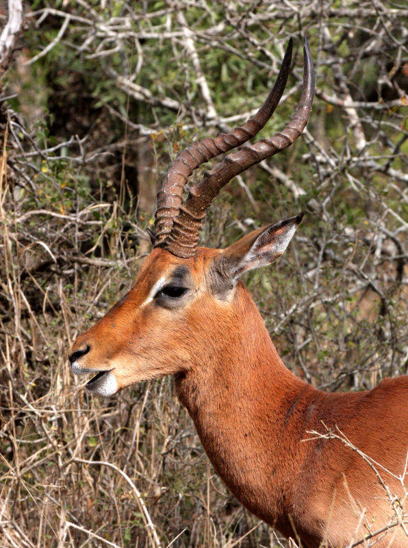 BOVID - IMPALA - IMFOLOZI NATIONAL PARK SOUTH AFRICA.JPG