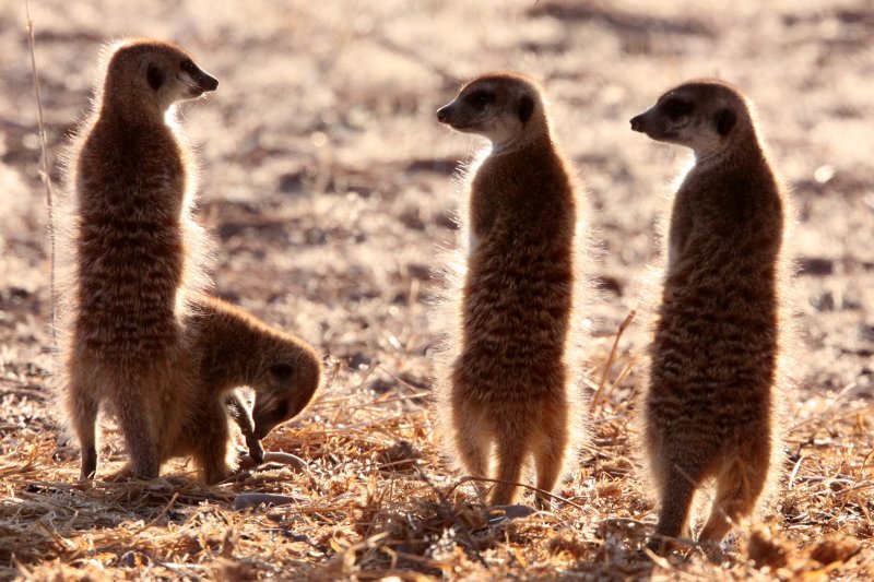 MUSTELID - MEERKAT - KALAHARI OR KGALAGADI GEMSBOK NP (25).JPG