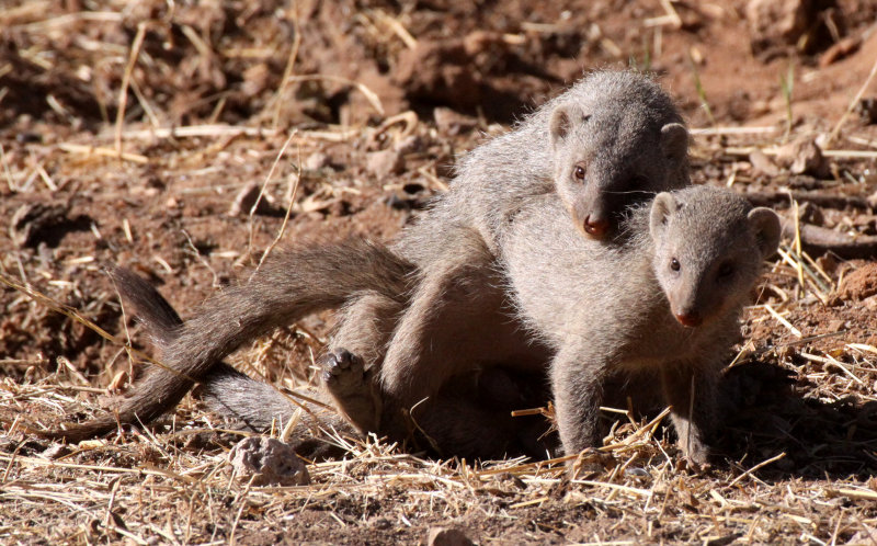 MUSTELID - MONGOOSE - BANDED MONGOOSE - ETOSHA NATIONAL PARK NAMIBIA (7).JPG
