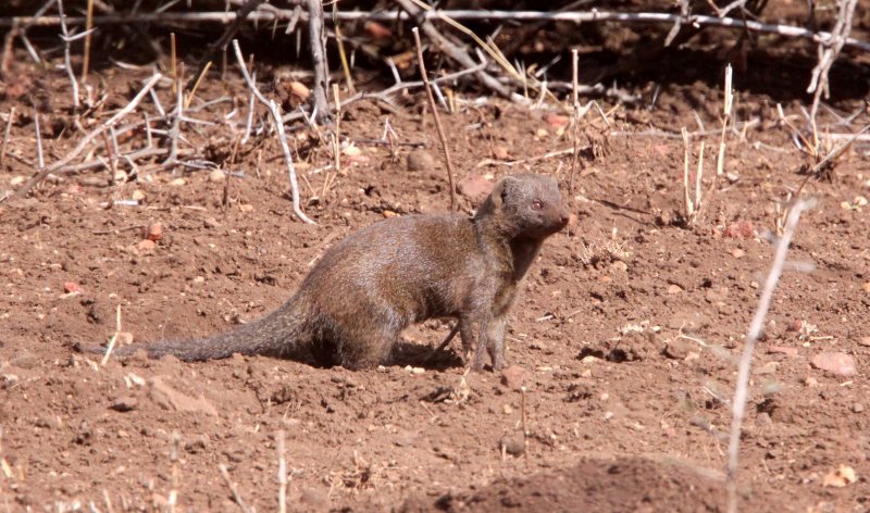 MUSTELID - MONGOOSE - DWARF MONGOOSE - KRUGER NATIONAL PARK SOUTH AFRICA (15).JPG