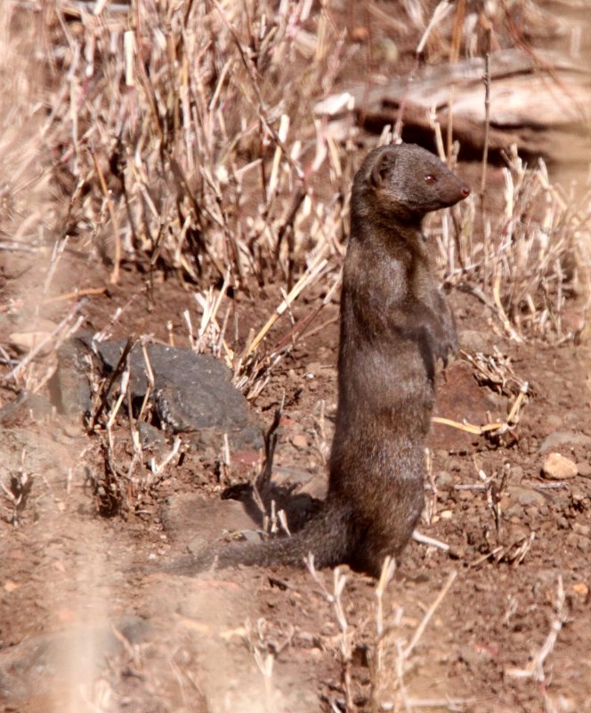 MUSTELID - MONGOOSE - DWARF MONGOOSE - KRUGER NATIONAL PARK SOUTH AFRICA (19).JPG