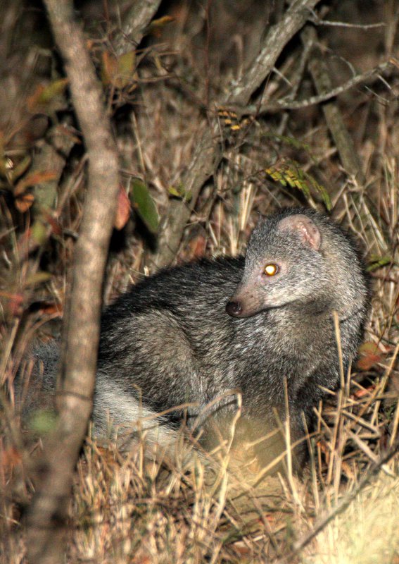 MUSTELID - MONGOOSE - SELOUSS MONGOOSE - PARACYNICTIS SELOUSI - IMFOLOZI NATIONAL PARK SOUTH AFRICA (2).JPG