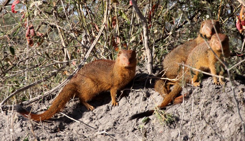 MUSTELID - MONGOOSE - SLENDER MONGOOSE - CHOBE NATIONAL PARK BOTSWANA (5).JPG