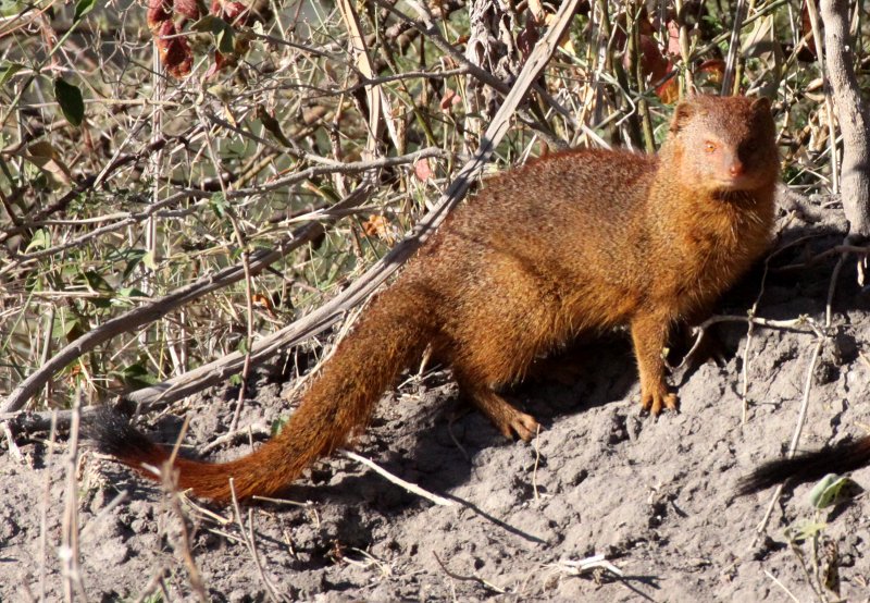 MUSTELID - MONGOOSE - SLENDER MONGOOSE - CHOBE NATIONAL PARK BOTSWANA (6).JPG