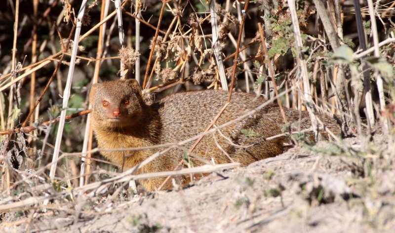 MUSTELID - MONGOOSE - SLENDER MONGOOSE - GALERELLA SANGUINEA - CHOBE NATIONAL PARK BOTSWANA (9).JPG