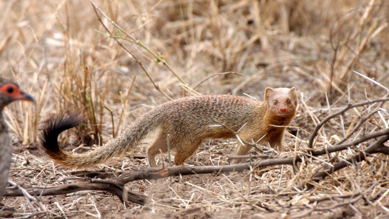MUSTELID - MONGOOSE - SLENDER MONGOOSE - KRUGER NATIONAL PARK SOUTH AFRICA (10).JPG