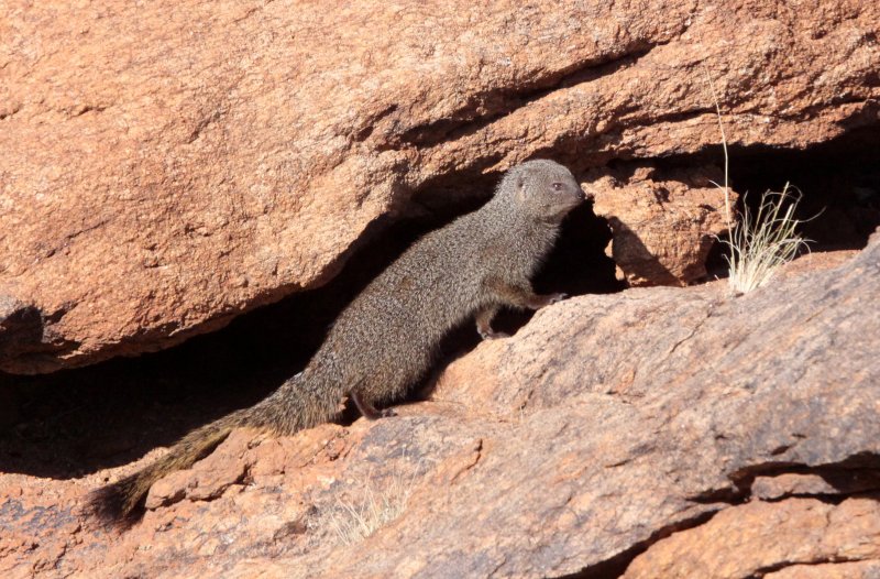 MUSTELID - MONGOOSE - SMALL GREY MONGOOSE - AUGRABIES FALLS SOUTH AFRICA (21).JPG