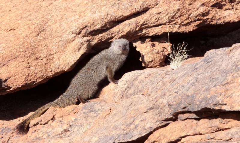 MUSTELID - MONGOOSE - SMALL GREY MONGOOSE - AUGRABIES FALLS SOUTH AFRICA (32).JPG