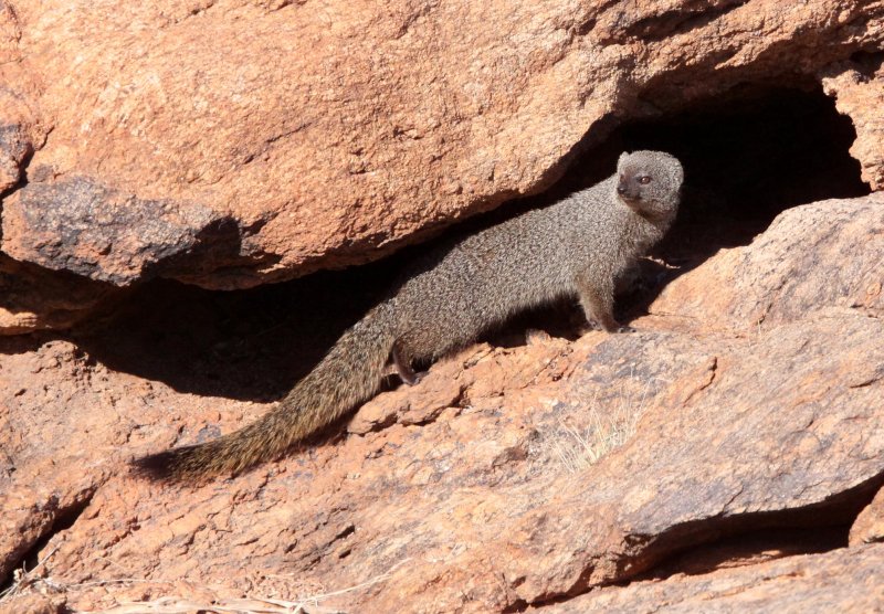 MUSTELID - MONGOOSE - SMALL GREY MONGOOSE - AUGRABIES FALLS SOUTH AFRICA (7).JPG