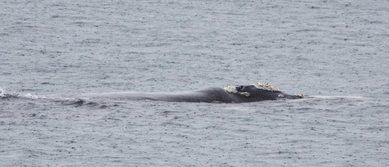 CETACEAN - WHALE - SOUTHERN RIGHT WHALE - WEST COAST NATIONAL PARK SOUTH AFRICA (2).JPG