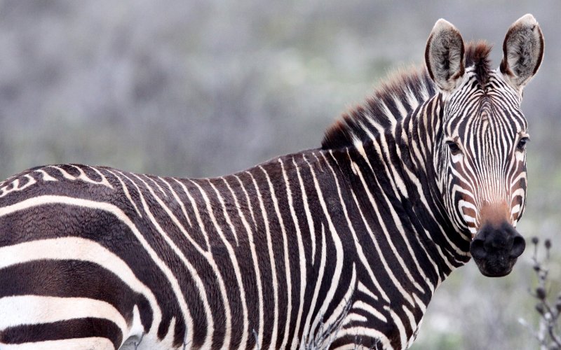 EQUID - ZEBRA - MOUNTAIN ZEBRA - CAPE MOUNTAIN ZEBRA - DE HOOP RESERVE SOUTH AFRICA (22).JPG