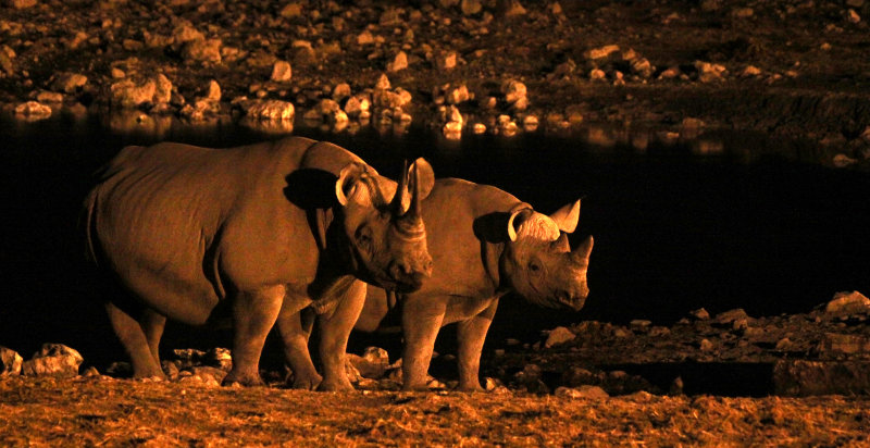 RHINO - BLACK RHINO - WATERHOLE AT NIGHT - ETOSHA NATIONAL PARK NAMIBIA (45).JPG