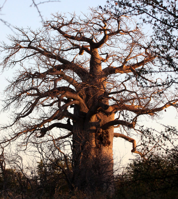 MALVACEAE - ADANSONIA DIGITATA - AFRICAN BAOBAB TREE - PLANET BAOBAB RESERVE KALAHARI (2).JPG