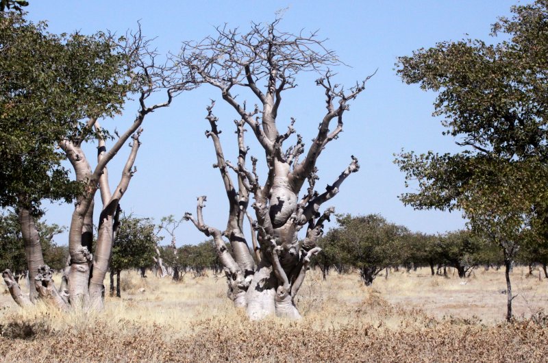MORINGACEAE - MORINGA OVALIFOLIA - ETOSHA NATIONAL PARK NAMIBIA - GHOST TREE FOREST (2).JPG