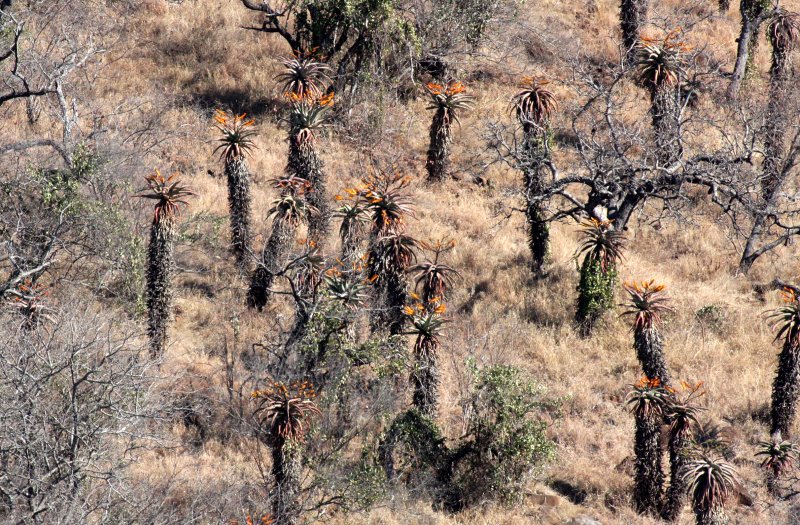 NATAL SOUTH AFRICA - ALOE WOODLAND (6).JPG