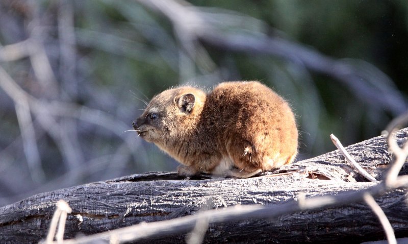 HYRACOIDEA - HYRAX - CAPE ROCK HYRAX OR DASSIE - AUGRABIES FALLS SOUTH AFRICA (38).JPG