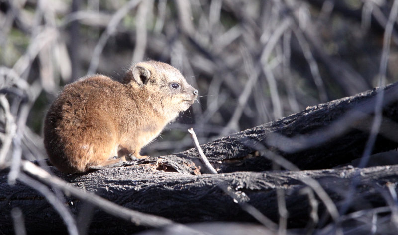 HYRACOIDEA - HYRAX - CAPE ROCK HYRAX OR DASSIE - AUGRABIES FALLS SOUTH AFRICA (42).JPG