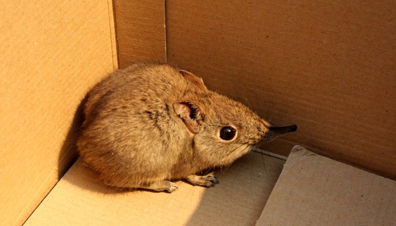 INSECTIVORA - ROCK ELEPHANT SHREW - MARRICK CAMP KIMBERLY