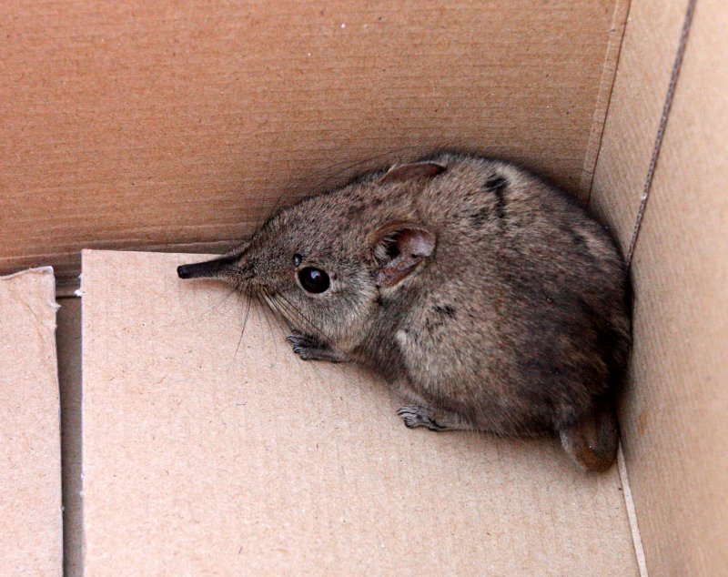 INSECTIVORA - ROCK ELEPHANT SHREW - MARRICK CAMP KIMBERLY
