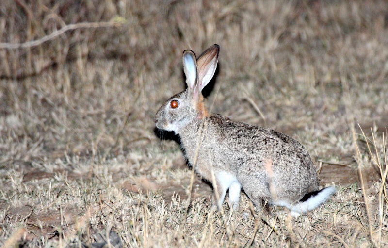 LAGOMORPH - HARE - SCRUB HARE - IMFOLOZI NATIONAL PARK SOUTH AFRICA (2).JPG