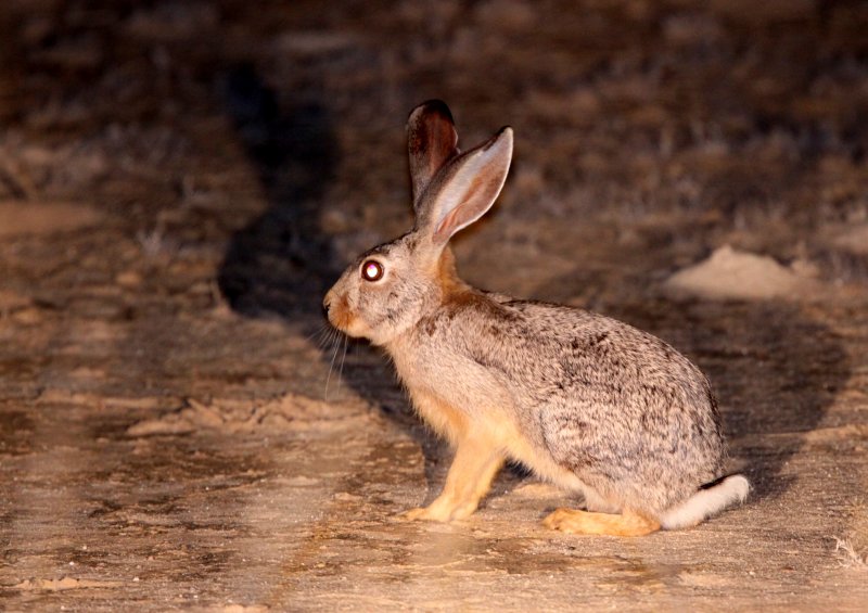 LAGOMORPH - HARE - SCRUB HARE - KGALAGADI NATIONAL PARK SOUTH AFRICA (5).JPG