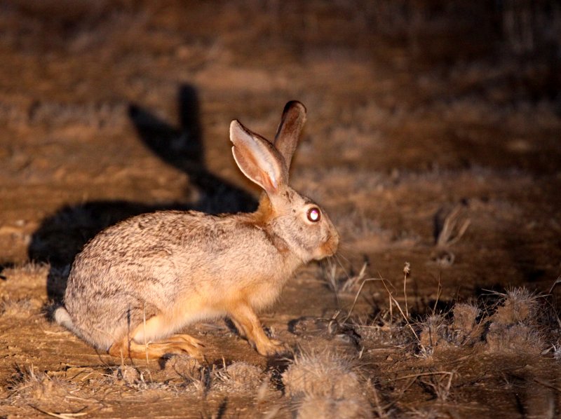 LAGOMORPH - HARE - SCRUB HARE - KGALAGADI NATIONAL PARK SOUTH AFRICA (9).JPG