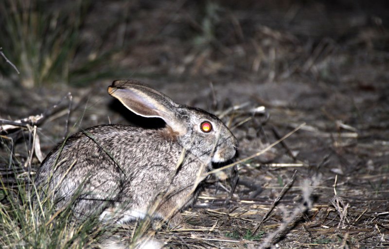 LAGOMORPH - HARE - SCRUB HARE - KHWAI CAMP - OKAVANGO (3).JPG