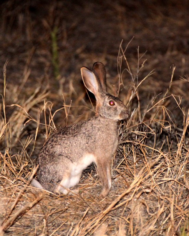 LAGOMORPH - HARE - SCRUB HARE - KRUGER NATIONAL PARK SOUTH AFRICA (4).JPG