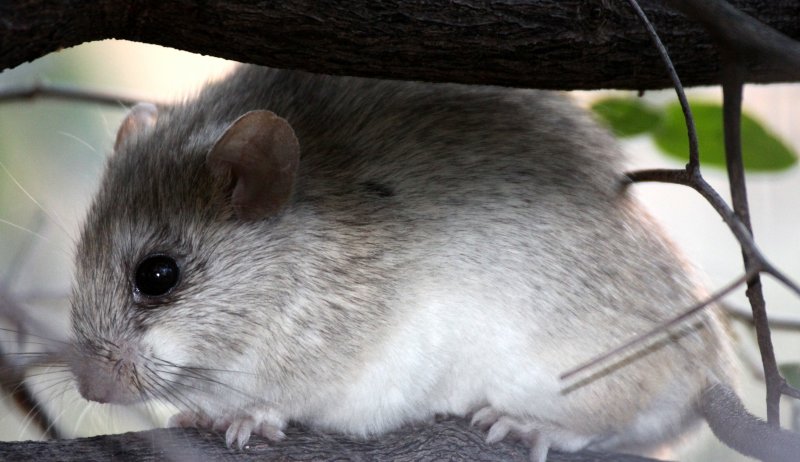 RODENT - GERBIL - BUSHVELD GERBIL - TATERA LEUCOGASTER - KHWAI CAMP - OKAVANGO (7).JPG