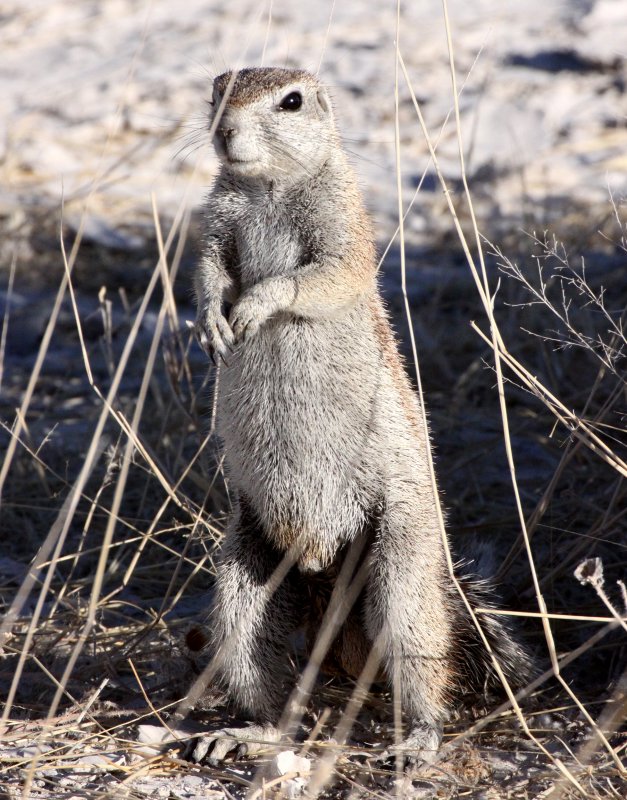 RODENT - SQUIRREL - SOUTHERN GROUND SQUIRREL - ETOSHA NATIONAL PARK NAMIBIA (15).JPG