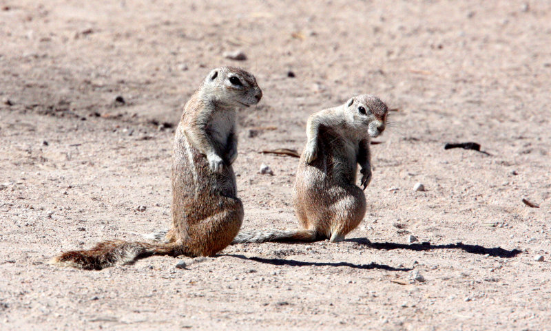 RODENT - SQUIRREL - SOUTHERN GROUND SQUIRREL - ETOSHA NATIONAL PARK NAMIBIA (17).JPG