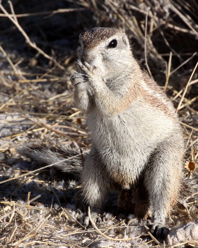 RODENT - SQUIRREL - SOUTHERN GROUND SQUIRREL - ETOSHA NATIONAL PARK NAMIBIA (18).JPG