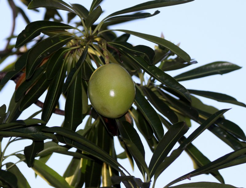 PLANT - MONKEY FRUIT TREE - ANDOHAHELA NATIONAL PARK MADAGASCAR (2).JPG