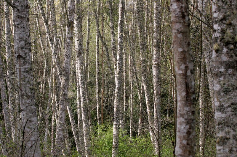 BETULACEAE - ALNUS RUBRUS - RED ALDER GROVE AT LAKE FARM.JPG