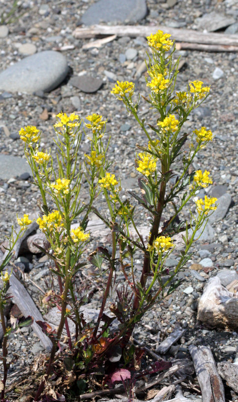 BRASSICACEAE - BARBAREA ORTHOCERAS - AMERICAN WINTER CRESS - MUSTARD FAMILY - ELWHA RIVER MOUTH BEACH WA (2).JPG