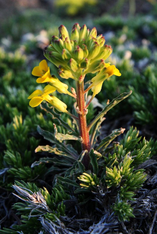 BRASSICACEAE - ERYSIMUM CHEIRANTHOIDES - WORMSEED MUSTARD - HURRICANE RIDGE TRAILS ONP (2).JPG