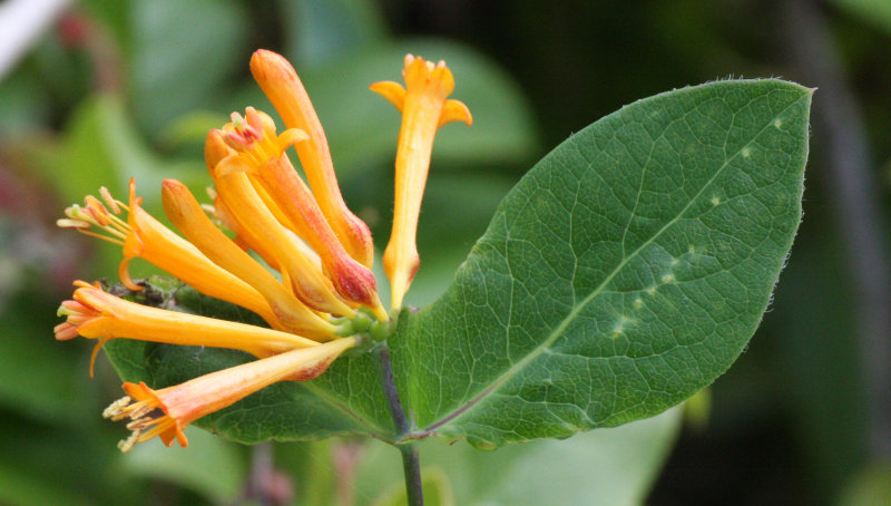 CAPRIFOLIACEAE -  LONICERA CILIOSA - WESTERN TRUMPET HONEYSUCKLE OR ORANGE HONEYSUCKLE - LAKE FARM TRAILS.JPG