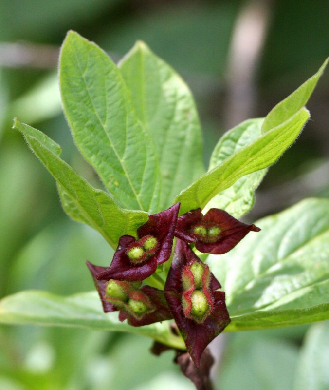 CAPRIFOLIACEAE - LONICERA INVOLUCRATA - BLACK TWINBERRY OR BEARBERRY HONEYSUCKLE - BEACH FOUR ONP (4).JPG