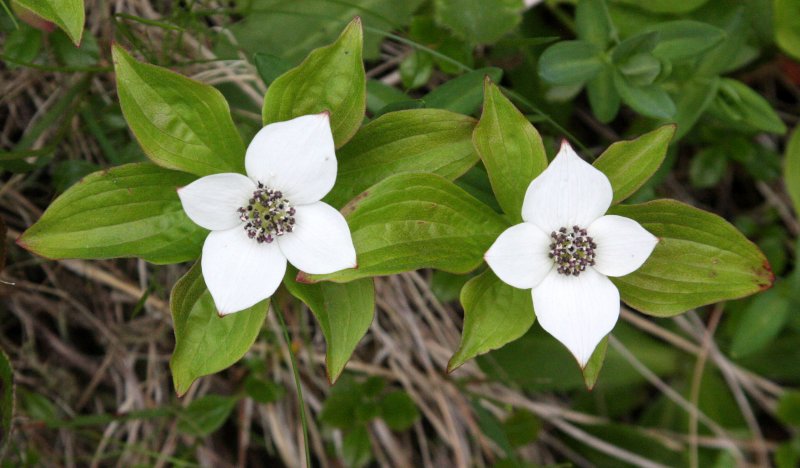 CORNACEAE - CORNUS CANADENSIS - BUNCHBERRY OR DWARD DOGWOOD - DUNCAN MEMORIAL CEDAR WEST END OF OP.JPG