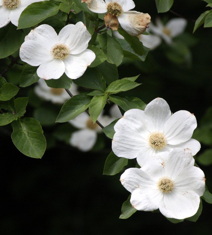 CORNACEAE - CORNUS NUTTALLII - WESTERN FLOWERING DOGWOOD - LAKE SUTHERLAND WA (6).JPG