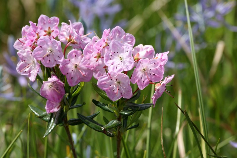 ERICACEAE - KALMIA MICROPHYLLA - WESTERN BOG OR SWAMP LAUREL - WEST END OF OP - NEAR HOH RIVER EXIT (5).JPG