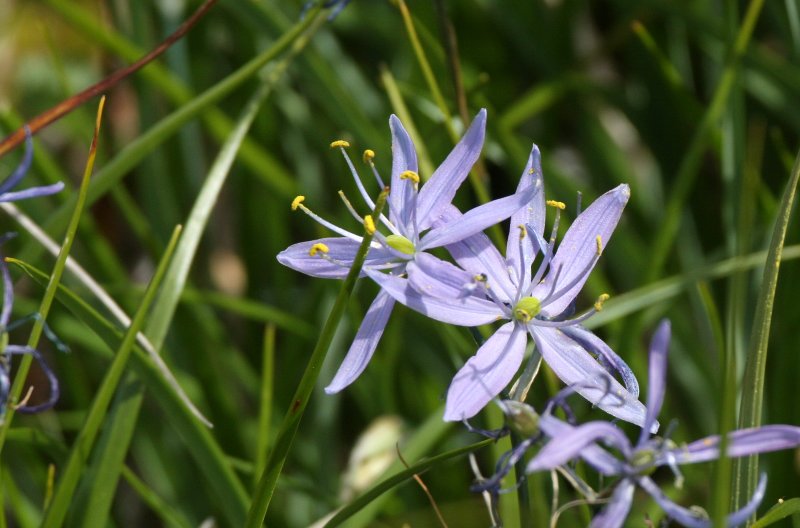 LILIACEAE - CAMASSIA QUAMASH - COMMON CAMAS - WEST END OF OP - NEAR HOH RIVER (6).JPG